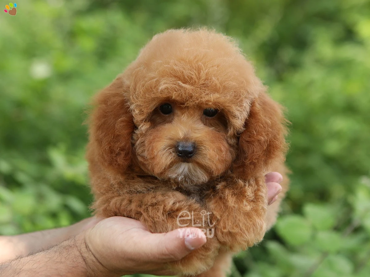 Poochon (Bichon Poo) Sasha 1
