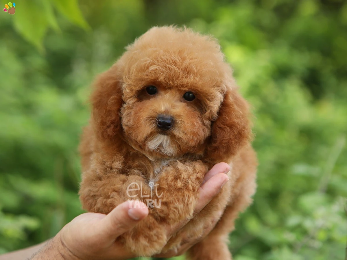 Poochon (Bichon Poo) Sasha
