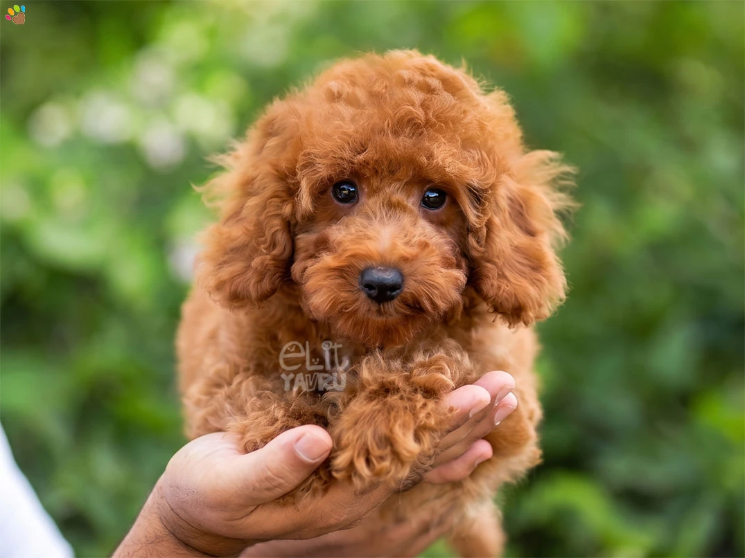 Poodle Pluto