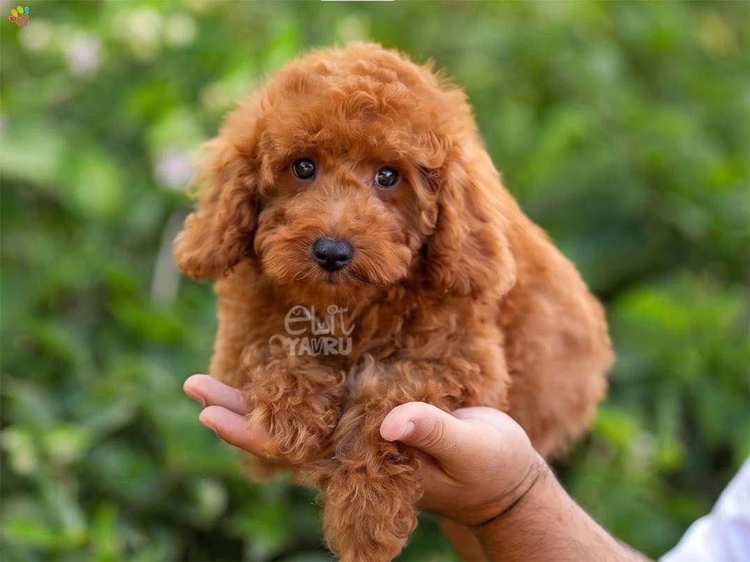Poodle Charlie 2