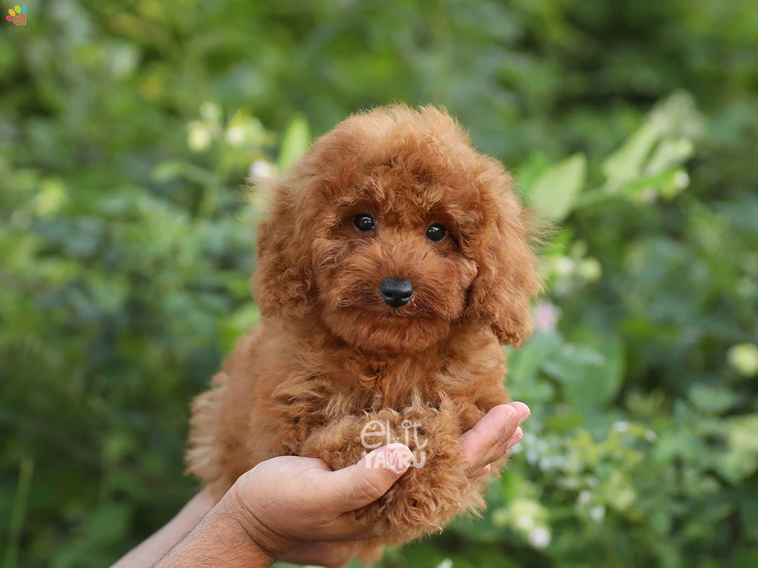 Poodle Cooper 4