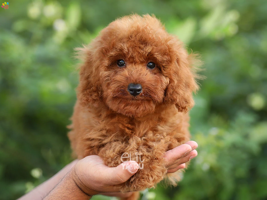 Poodle Cooper 2