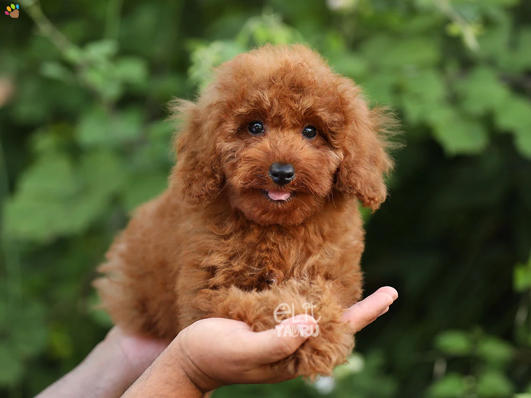Poodle Cooper