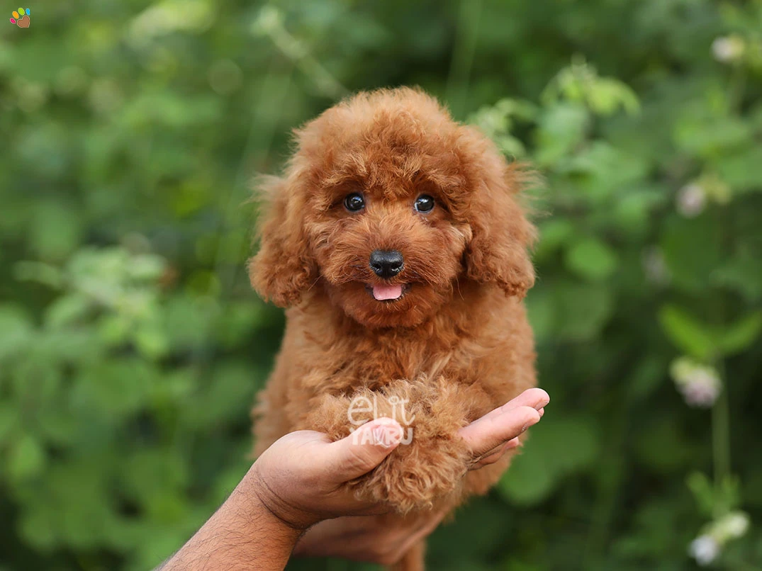 Poodle Cooper 1