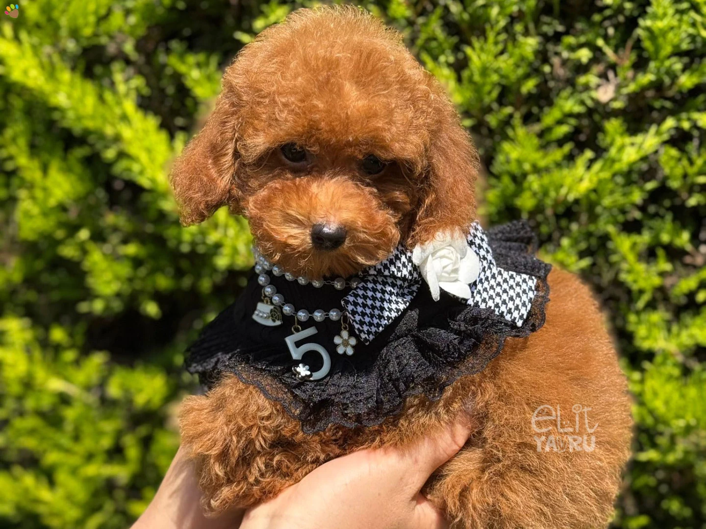Poodle Floki 3