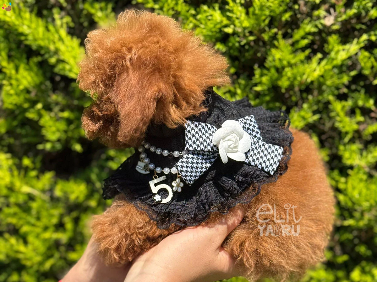 Poodle Floki 1