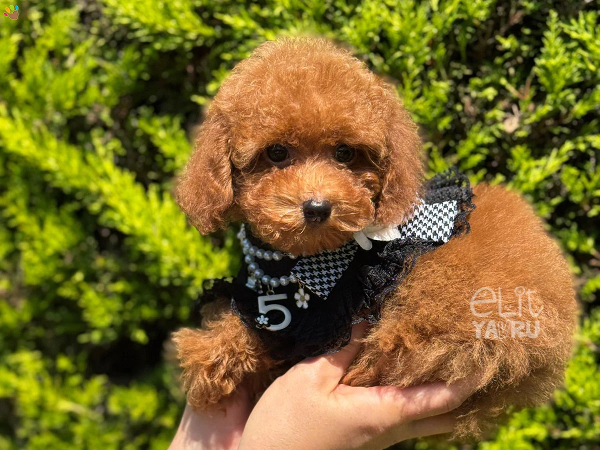 Poodle Floki