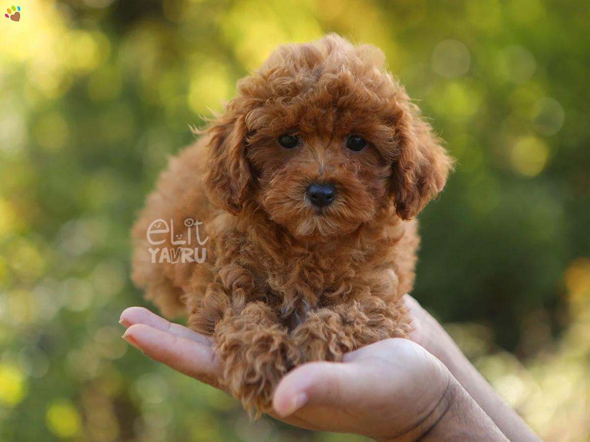 Poodle Gina 2