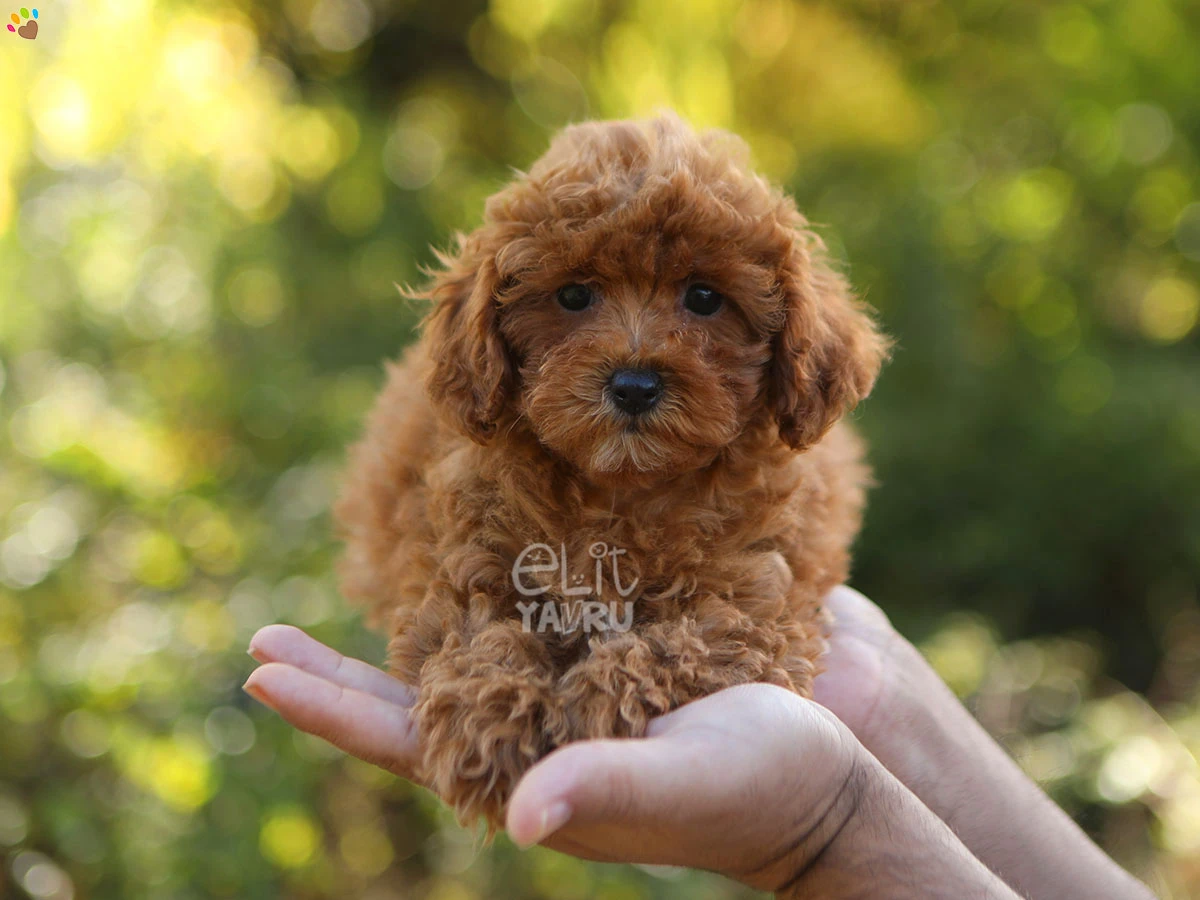 Poodle Gina