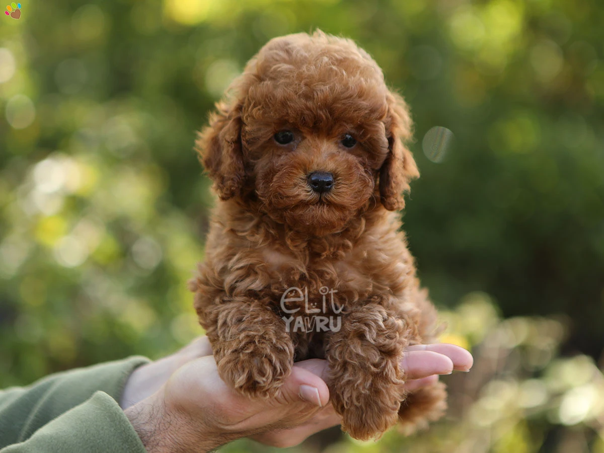 Poodle Gloria 3