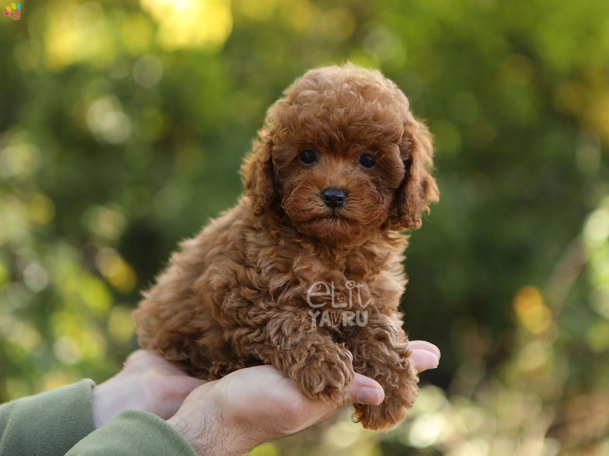Poodle Gloria 4