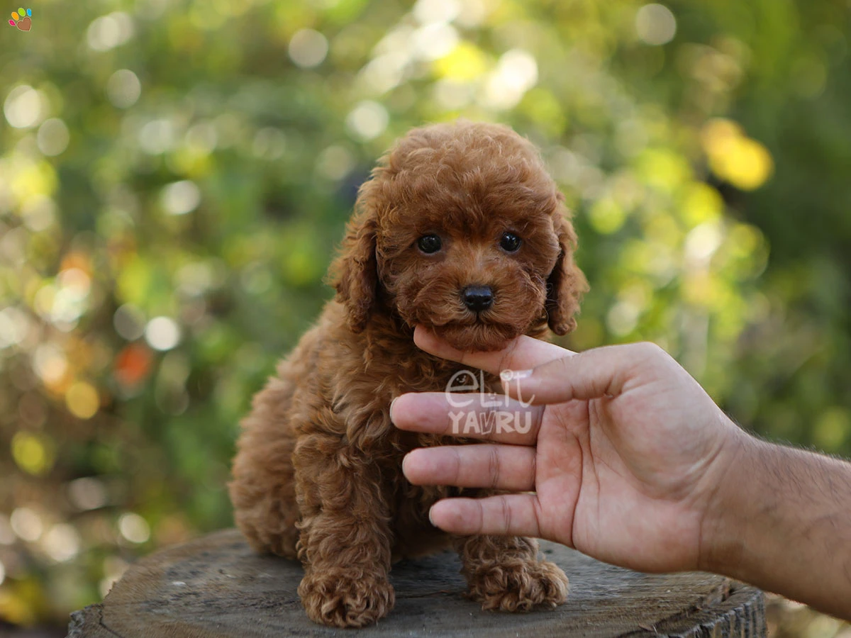 Poodle Gloria 1