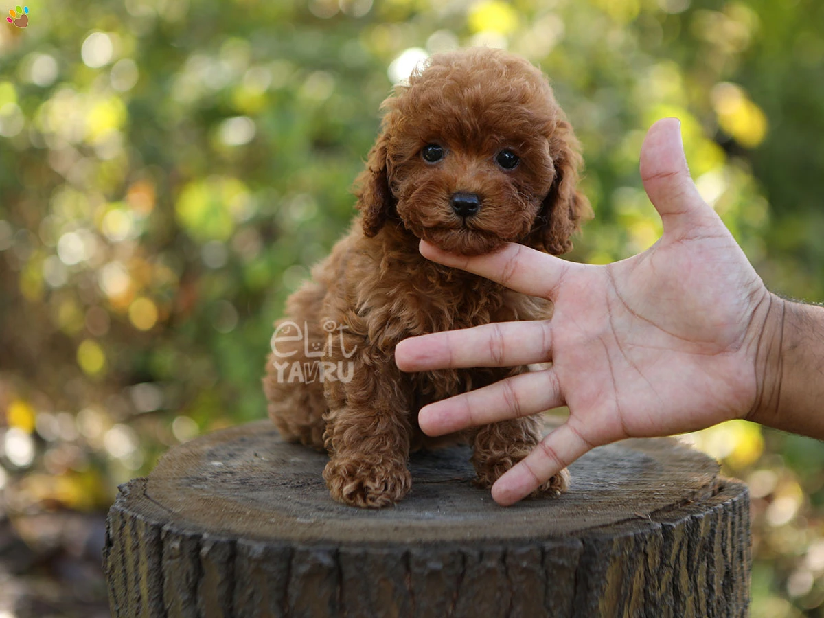 Poodle Gloria