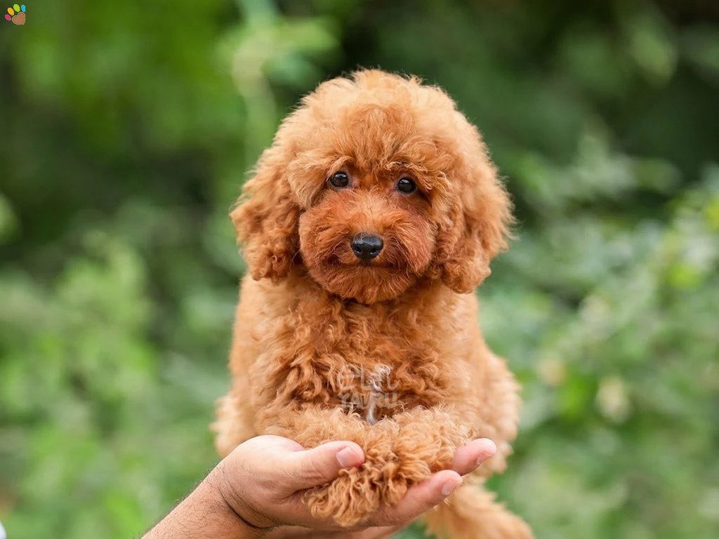 Poodle Leia 2