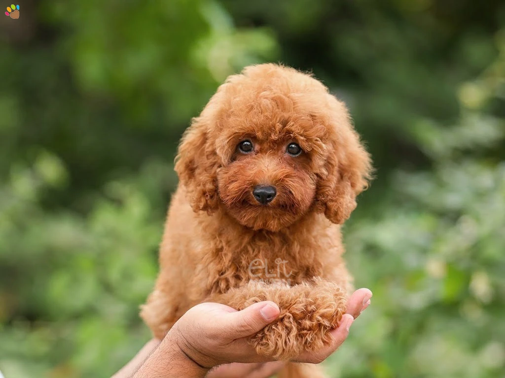 Poodle Leia
