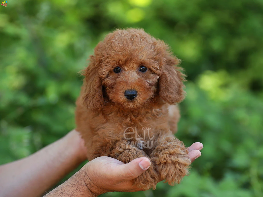 Poodle Lily 2