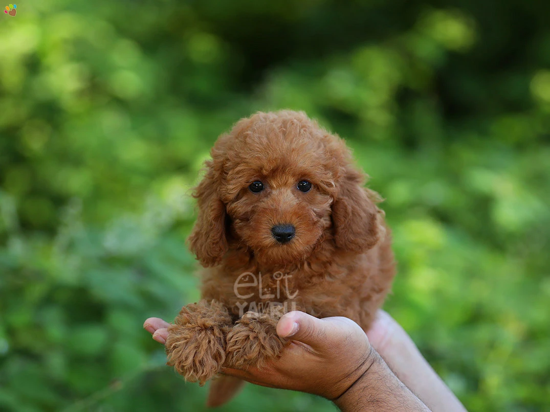 Poodle Lily
