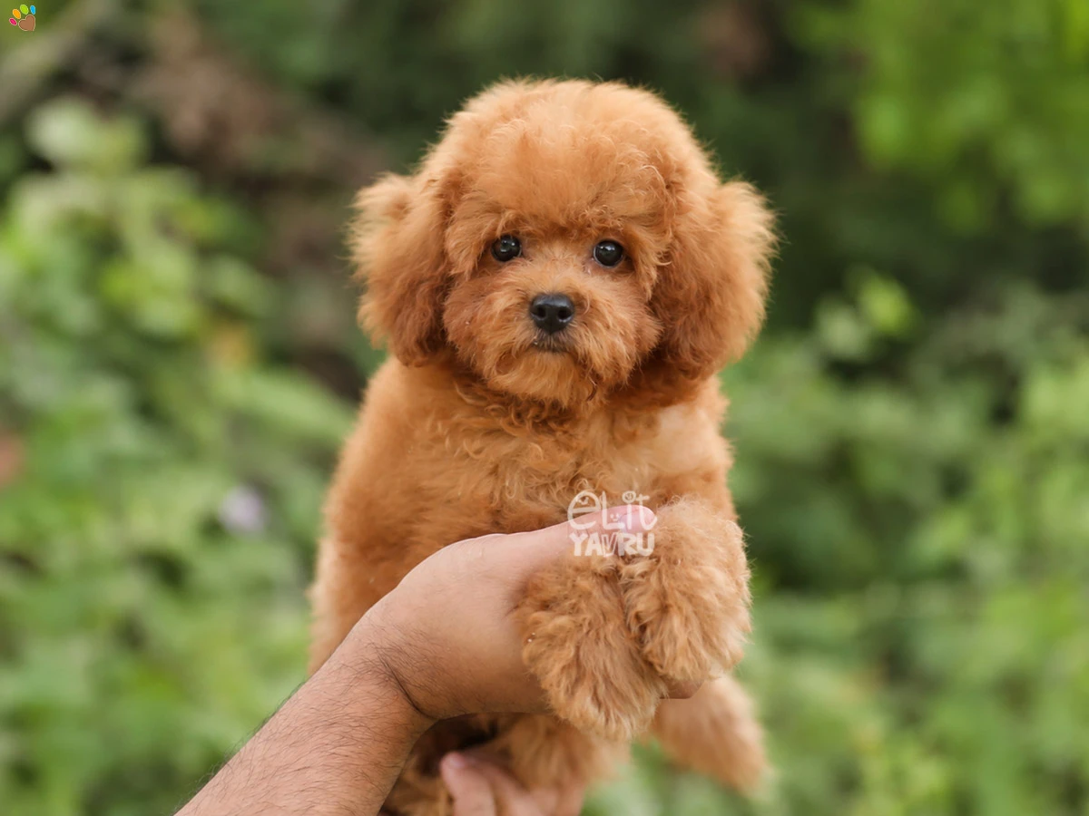 Poodle Linda 2