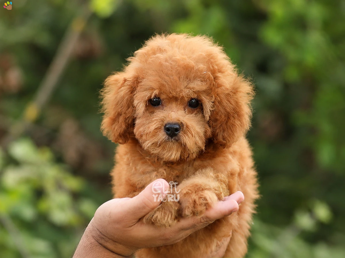 Poodle Linda