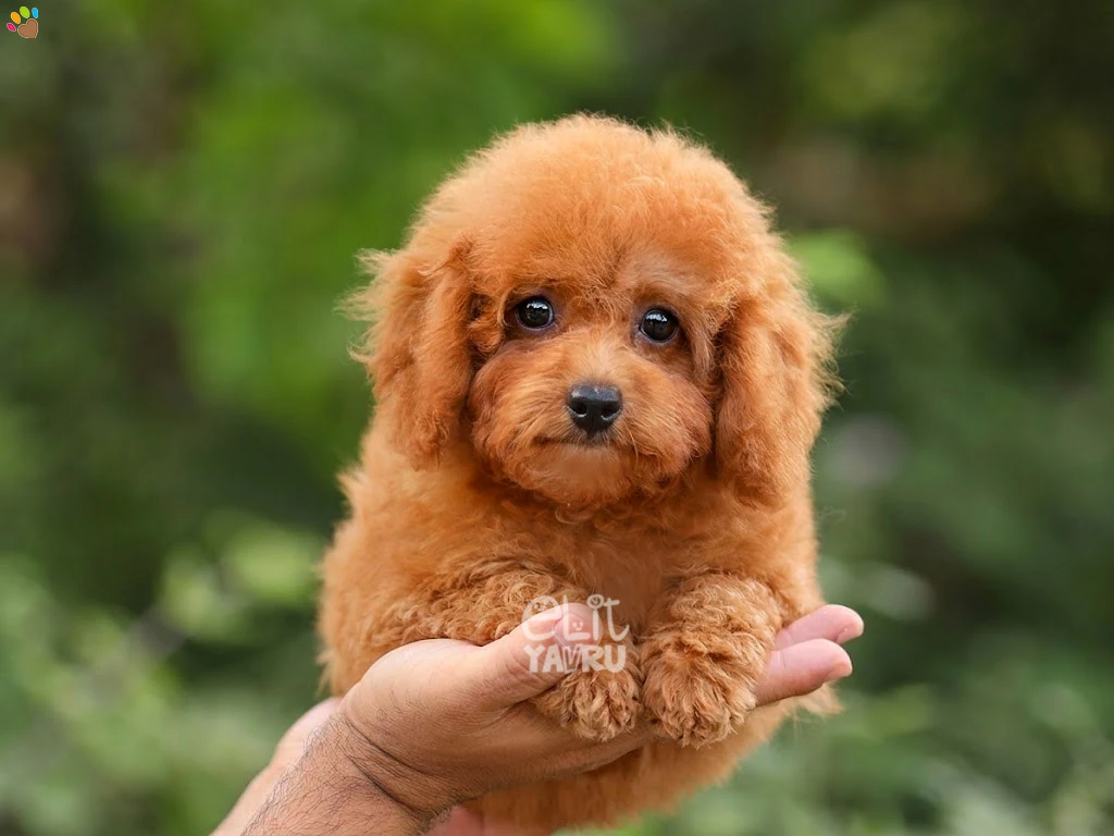 Poodle Liza