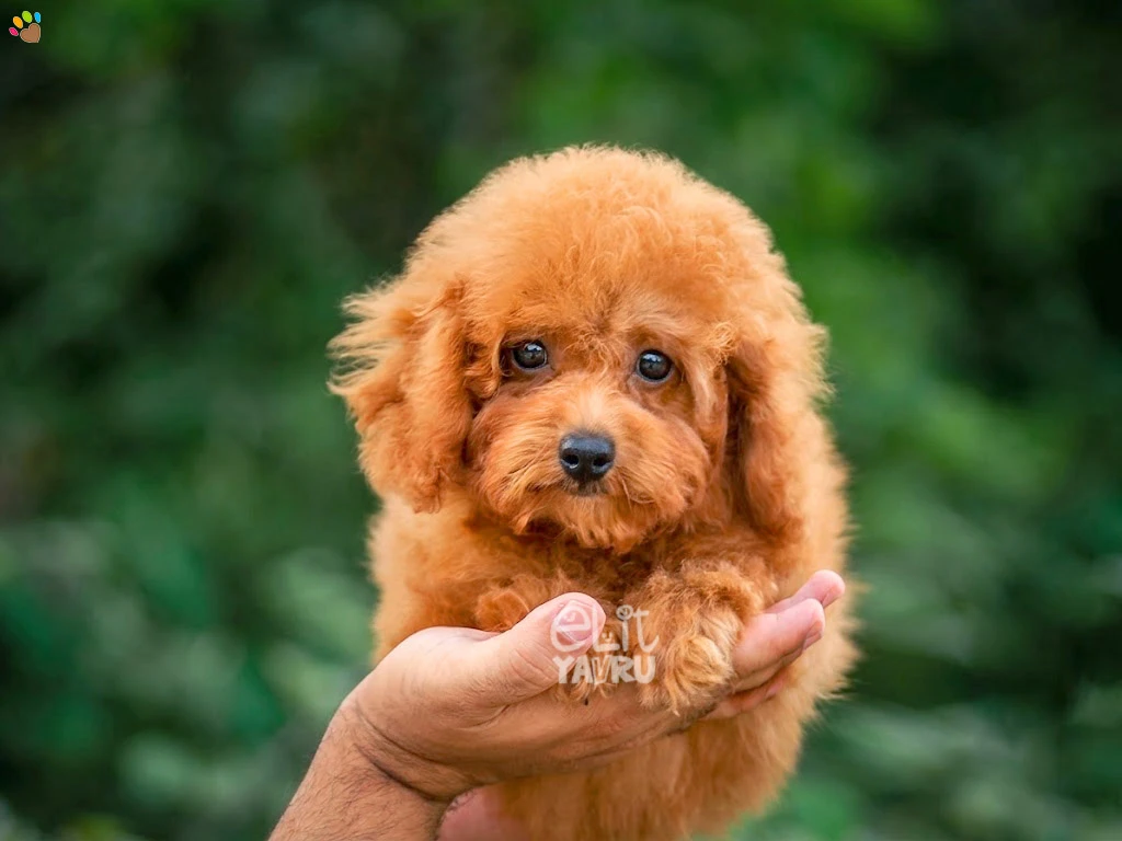 Poodle Liza 1