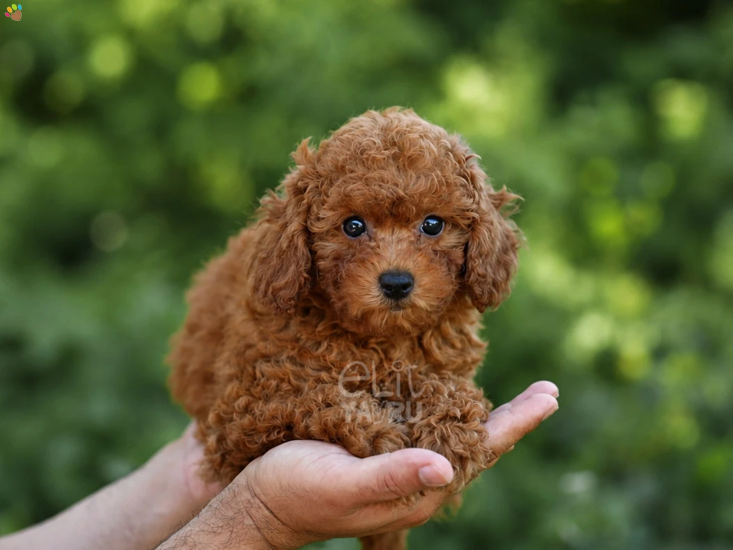 Poodle Lola 2