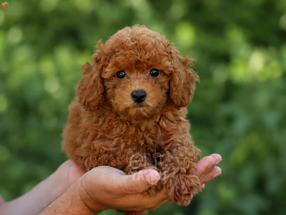 Poodle Lola