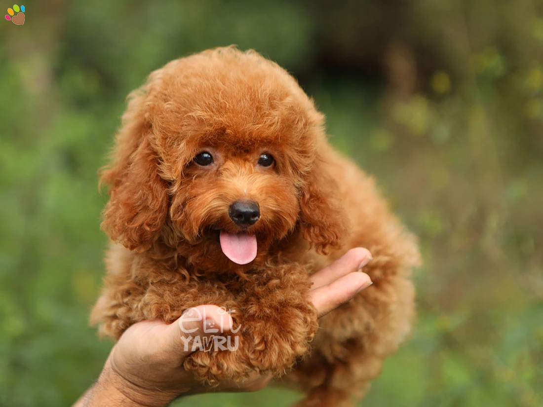 Poodle Olivia