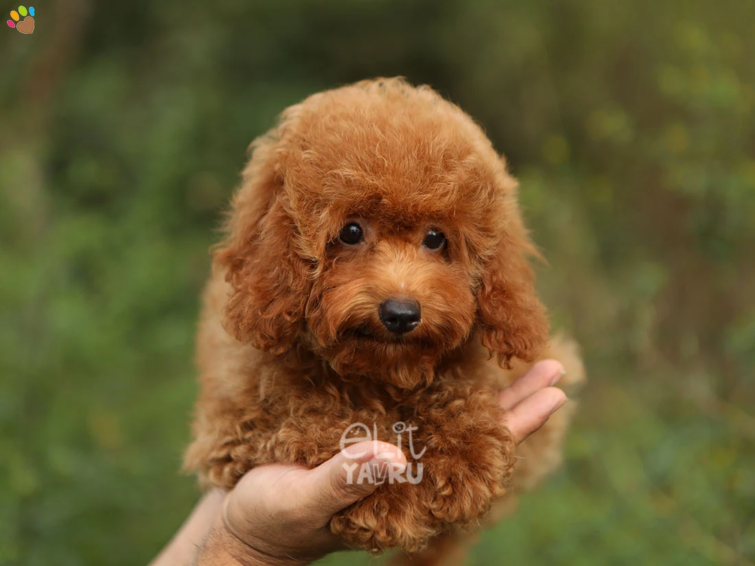 Poodle Olivia 3