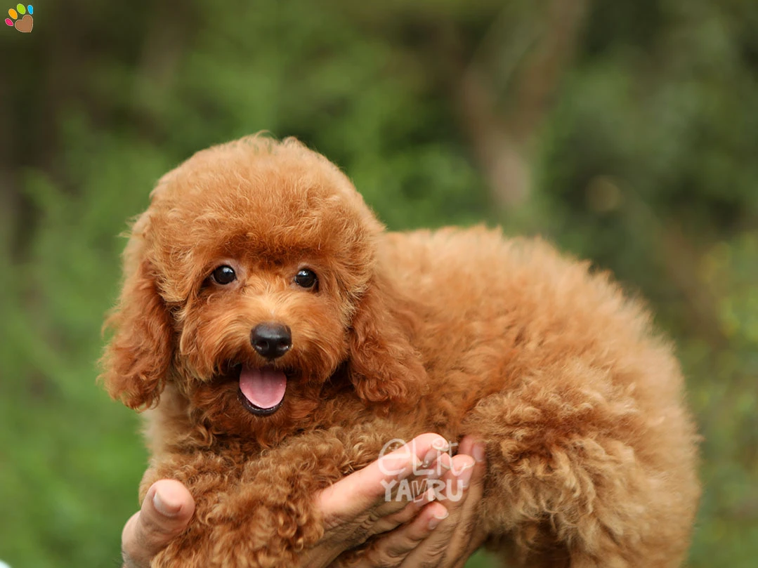 Poodle Olivia 1