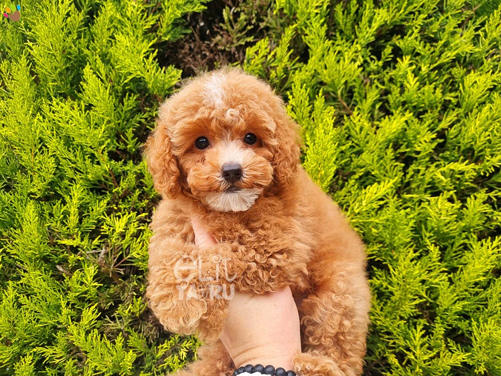 Poodle Olly