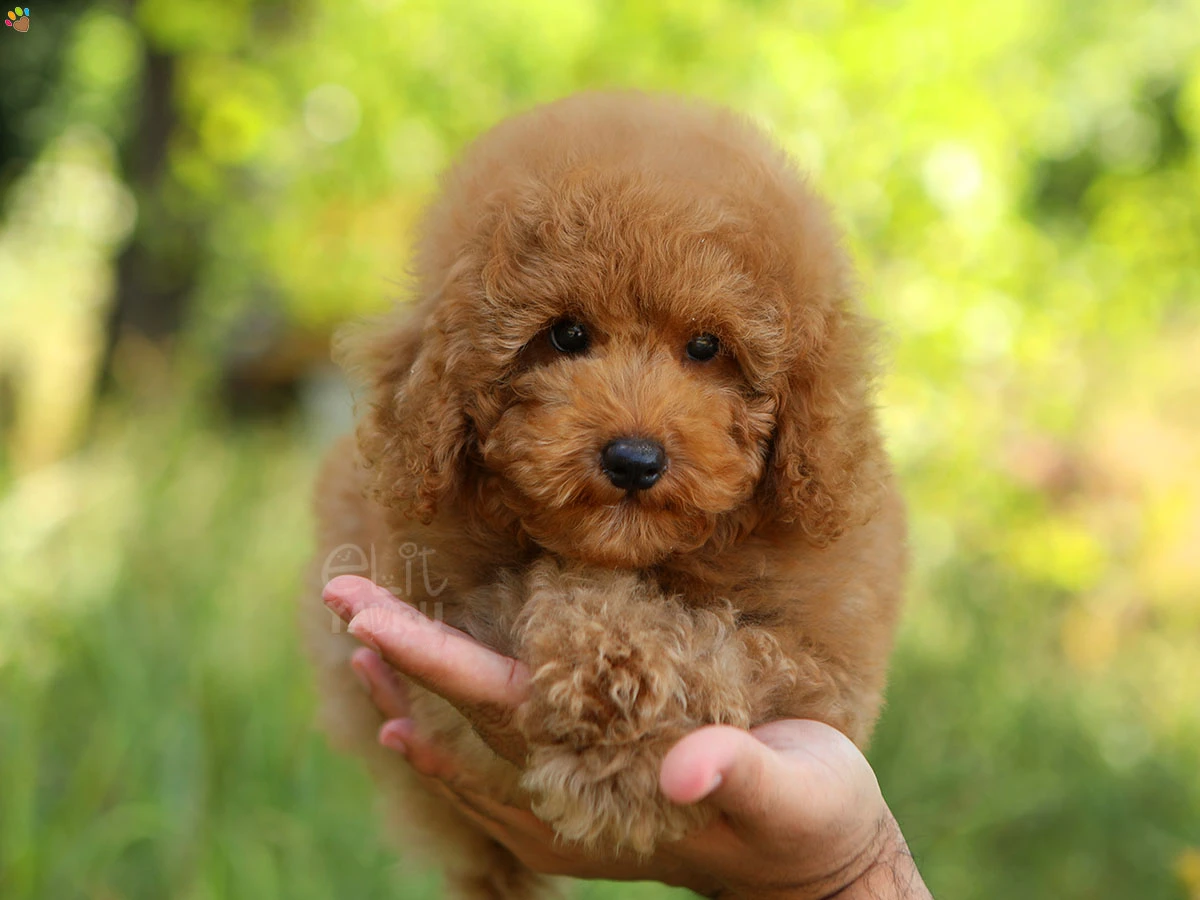 Poodle Paco
