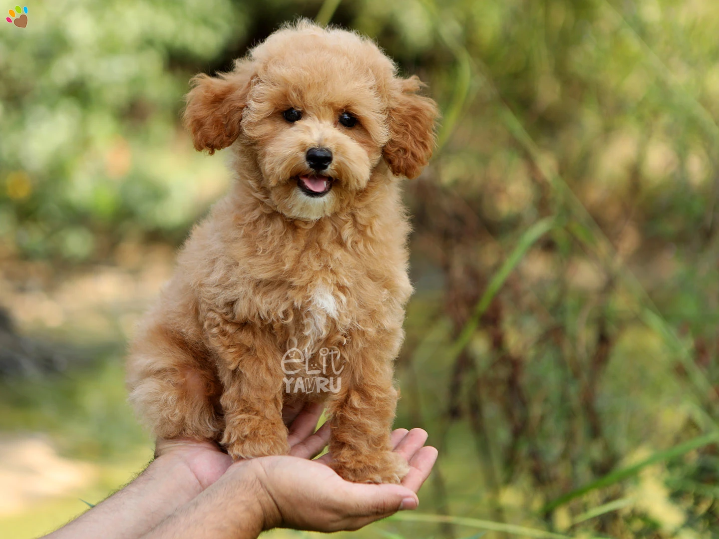 Poodle Paco