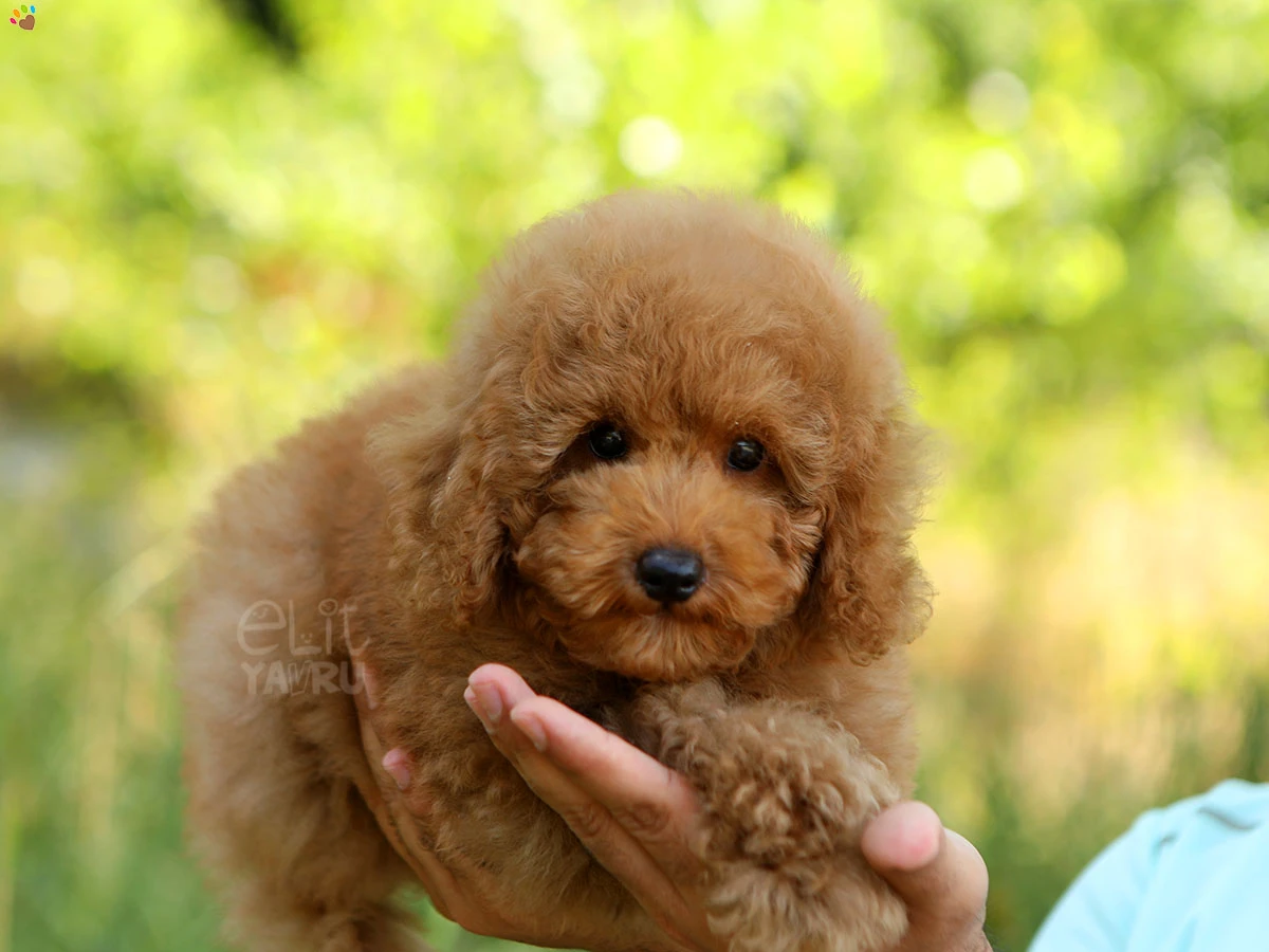 Poodle Paco 3