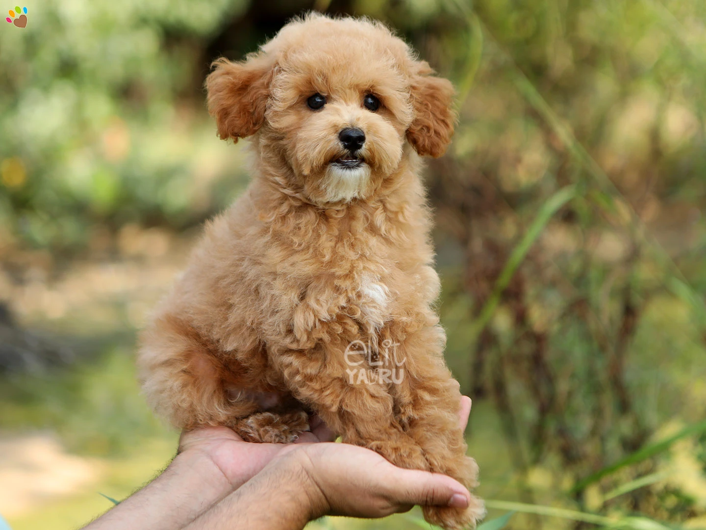 Poodle Paco 2