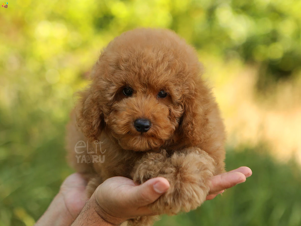 Poodle Paco 1