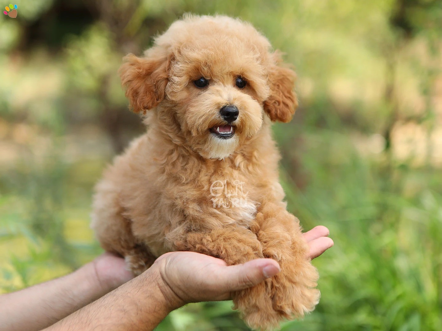 Poodle Paco 3
