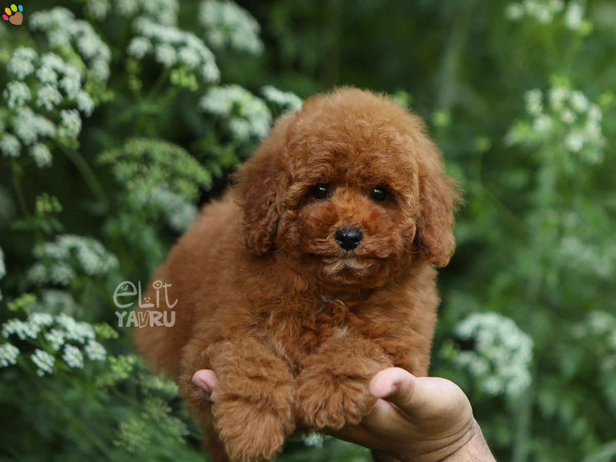 Poodle Paris 2