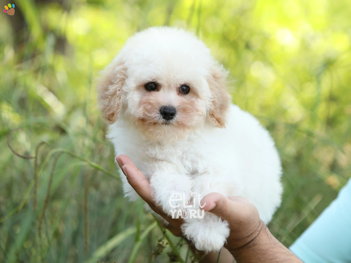 Poodle Pedro