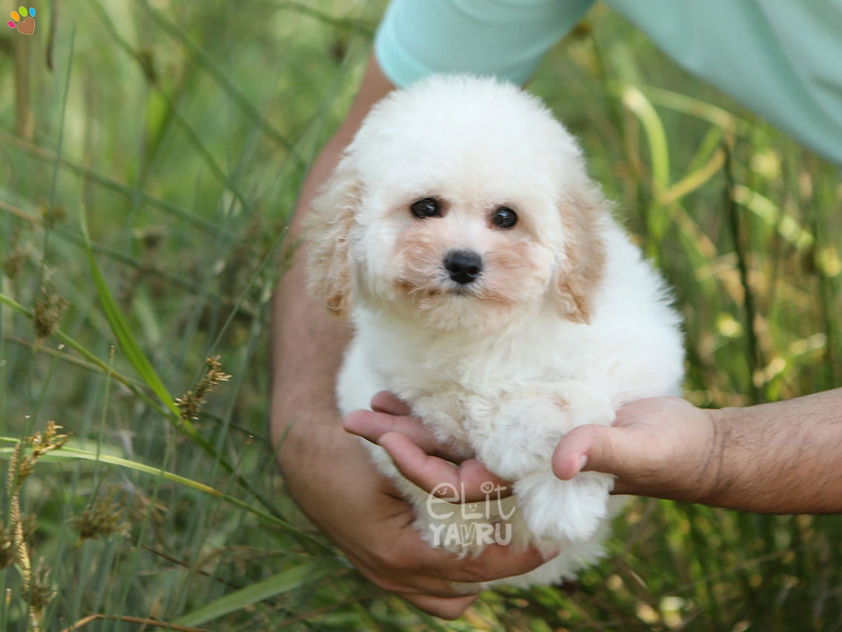 Poodle Pedro 2
