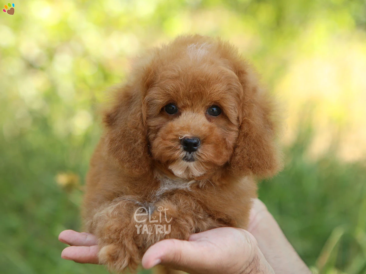 Poodle Pepe 2