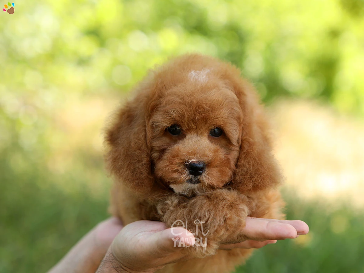 Poodle Pepe 3