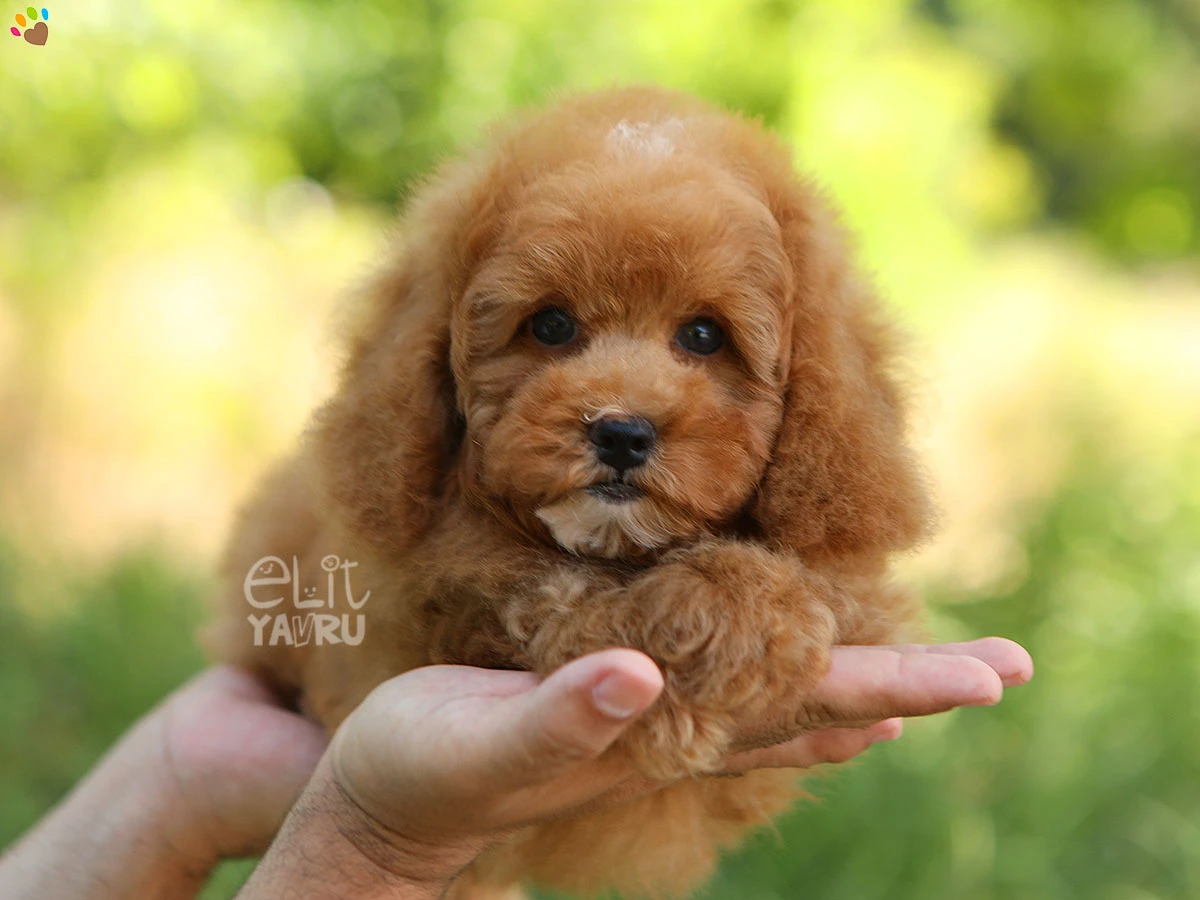 Poodle Pepe