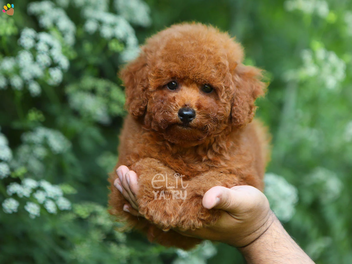 Poodle Perla