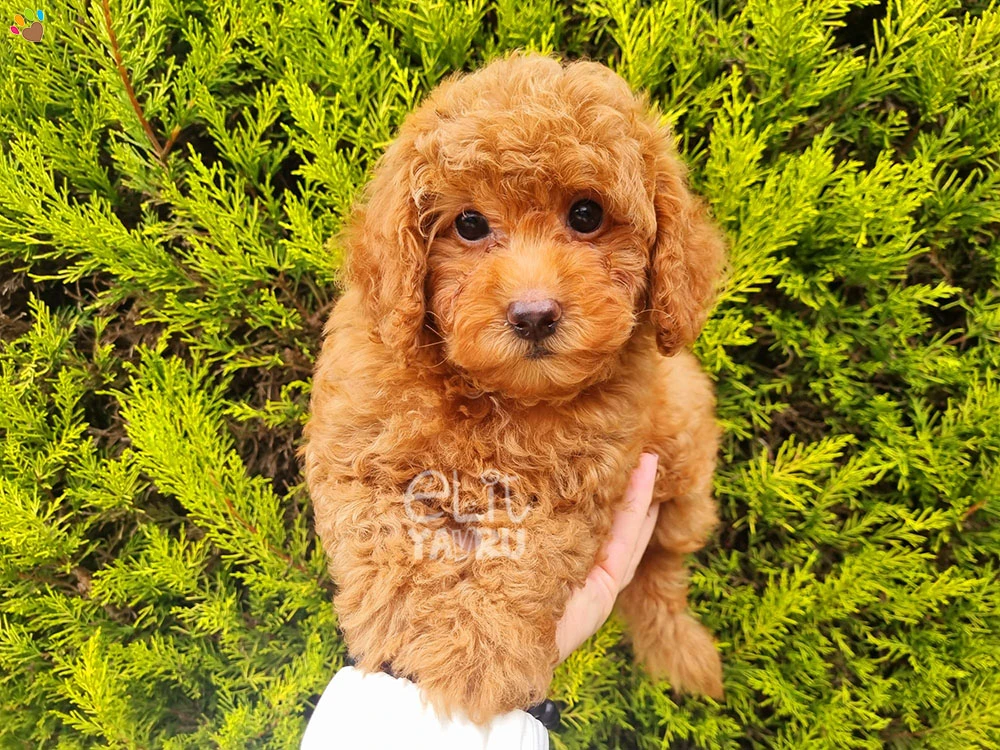 Poodle Perla