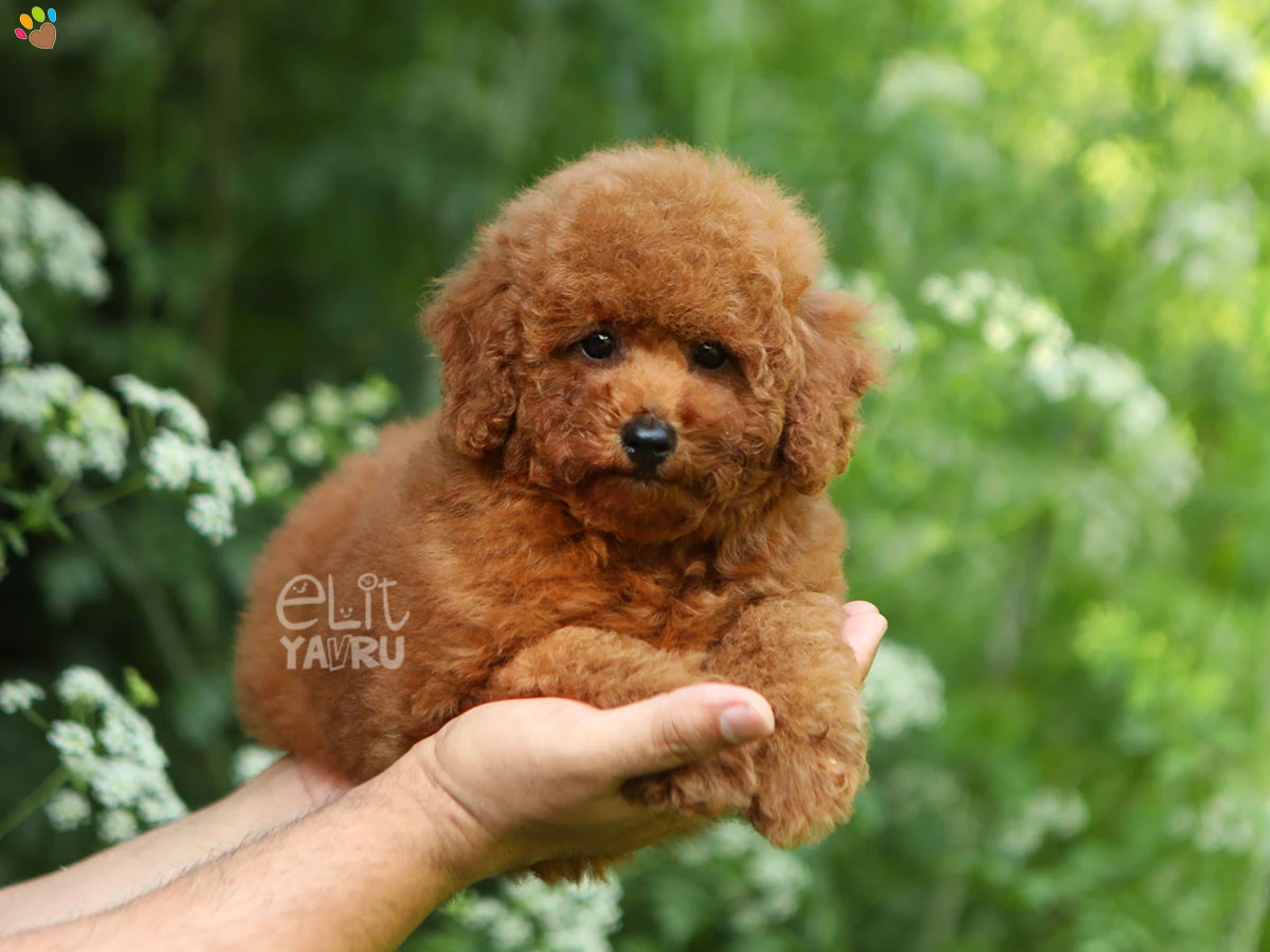 Poodle Perla 3