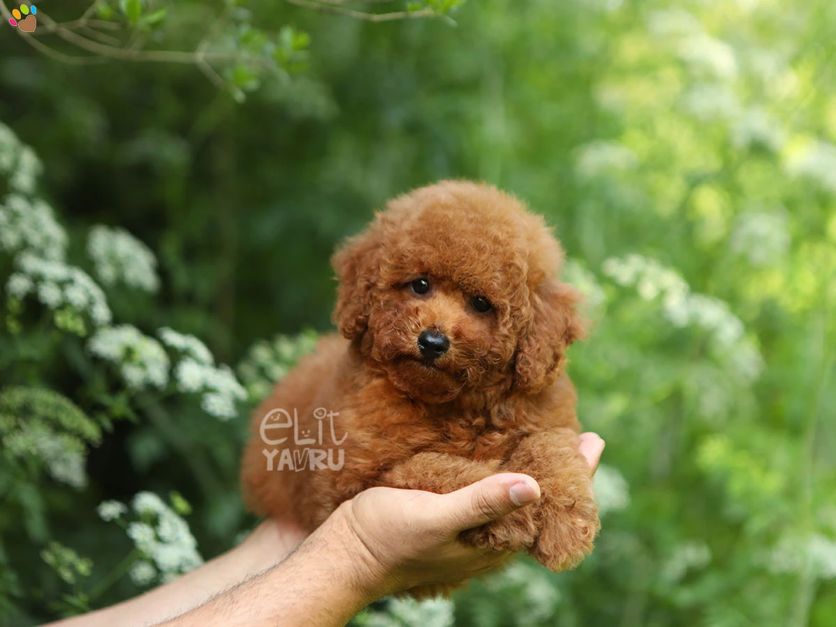 Poodle Perla 1