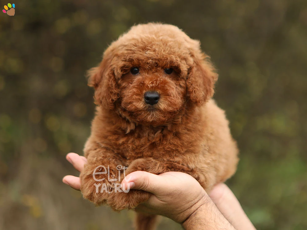 Poodle Peter