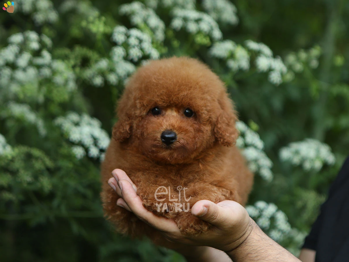 Poodle Petunia 1