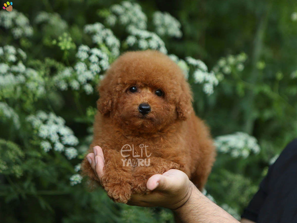 Poodle Petunia